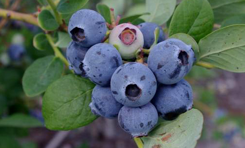 Kestrel - Florida Blueberry Nursery